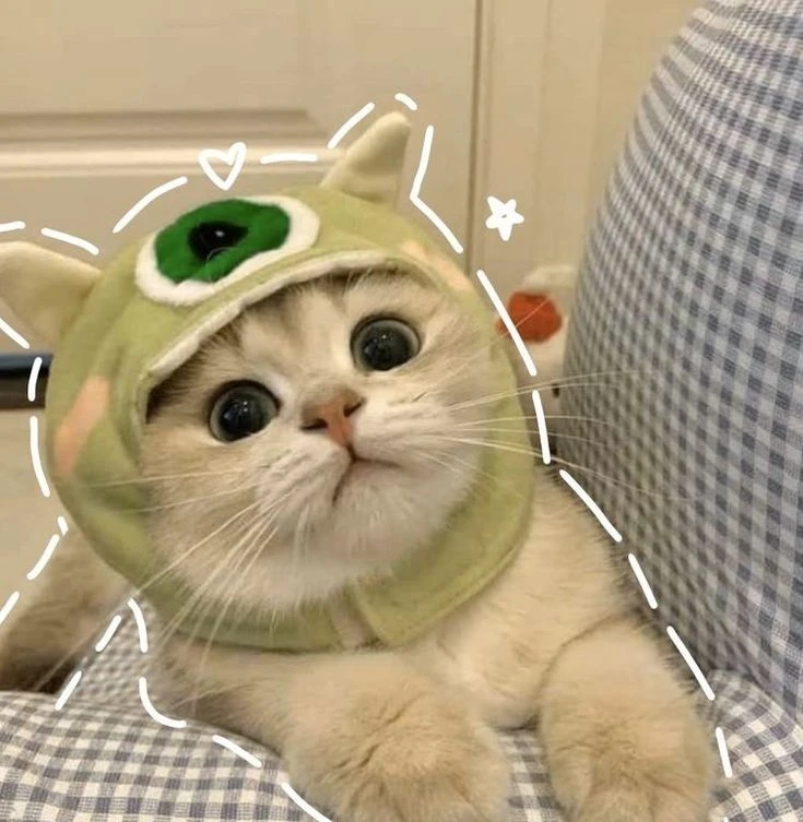 Mèo Manul